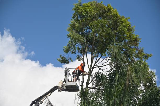 Mulching Services in Carrizo Hill, TX