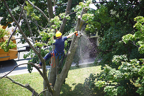 Best Root Management and Removal  in Carrizo Hill, TX