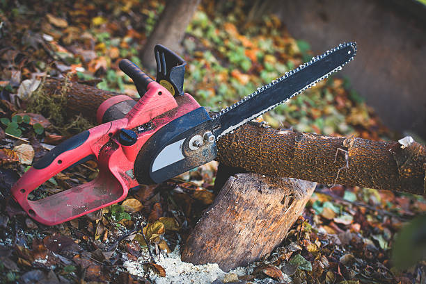 How Our Tree Care Process Works  in  Carrizo Hill, TX